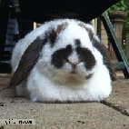 1303815445_bunny-nose